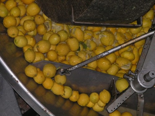 Biolea Lemoni oliwa extra virgin tradycyjnie tłoczona kamiennymi żarnami z cytrynami PDO Chania 250ml BIO – zdjęcie 2