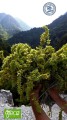 Greco gojnik z Olimpu (sideritis scardica) 20g BIO