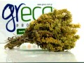 Greco gojnik z Olimpu (sideritis scardica) 20g BIO