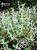 Greco czystek (cistus incannus) 25g BIO – zdjęcie 5