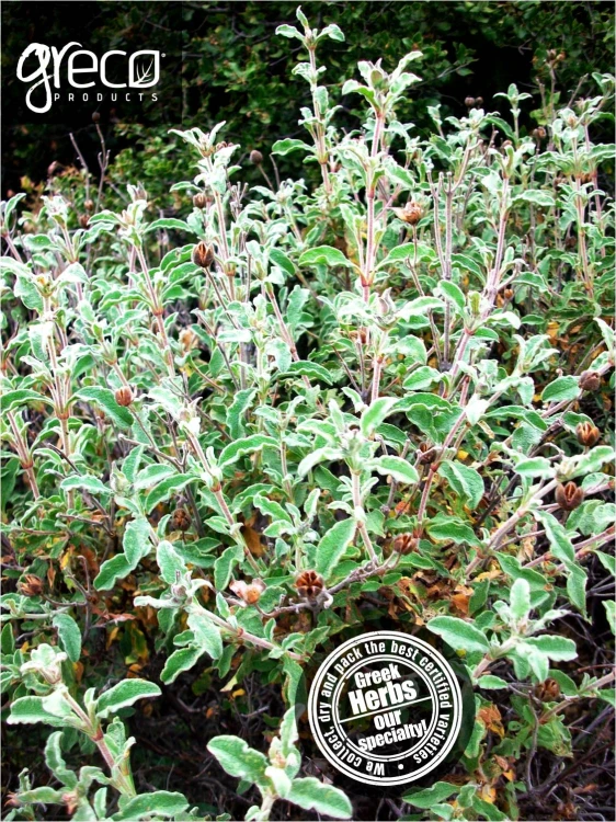 Greco czystek (cistus incannus) 25g BIO – zdjęcie 5