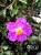 Greco czystek (cistus incannus) 25g BIO – zdjęcie 6