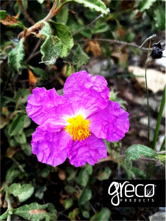Greco czystek (cistus incannus) 25g BIO – zdjęcie 6