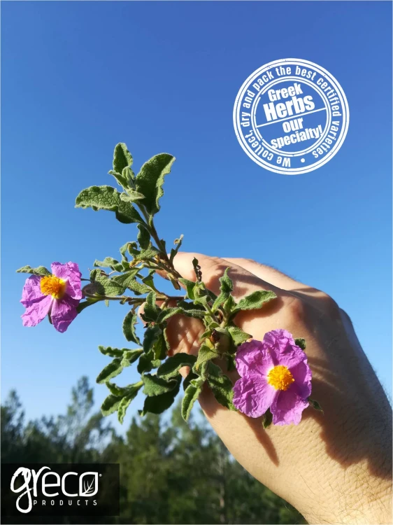 Greco czystek (cistus incannus) 25g BIO – zdjęcie 7