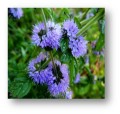 Greco mięta (mentha spicata) 20g BIO