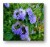 Greco mięta (mentha spicata) 20g BIO – zdjęcie 4