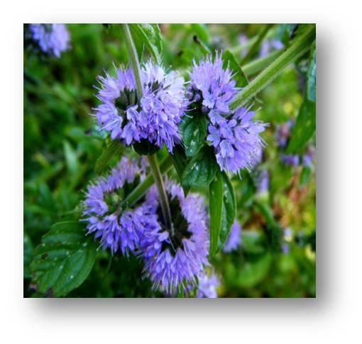 Greco mięta (mentha spicata) 20g BIO – zdjęcie 4