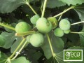 Greco Figi suszone 500g BIO