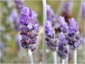 Greco lawenda (lavandula angusifolia) 20g BIO