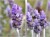 Greco lawenda (lavandula angusifolia) 20g BIO – zdjęcie 4