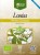 Greco werbena cytrynowa (Aloysia citrodora) 25g BIO – zdjęcie 3