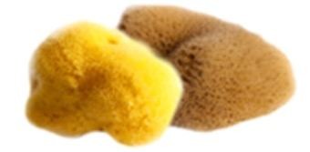 Naturalna gąbka morska (struktura jedwabiu) 9.5-11cm