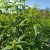 Tofillo Mieszanka ziół Harmony: verbena cytrynowa i rumianek 22g – zdjęcie 3