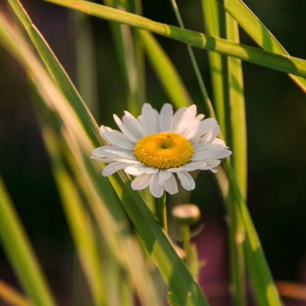 Tofillo Mieszanka ziół Harmony: verbena cytrynowa i rumianek 22g – zdjęcie 4