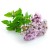 Soria Natural Olejek z oregano 15ml – zdjęcie 2
