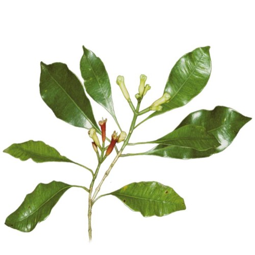 Soria Natural Olejek goździkowy 15ml – zdjęcie 2