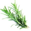 Soria Natural Olejek z rozmarynu 15ml
