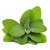 Soria Natural Olejek z szałwii 15ml – zdjęcie 2