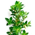 Soria Natural Olejek tymiankowy 15ml Wyprzedaż BB.08.2026