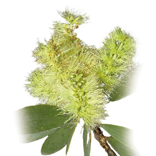 Soria Natural Olejek z niaouli 15ml – zdjęcie 2