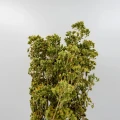 Oregano (dzikie) z Krety  gałązka 40g