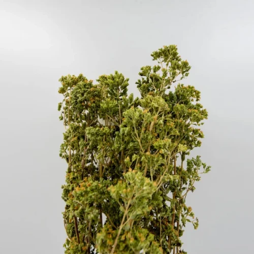 Tofillo Oregano (dzikie) z Krety gałązka 40g – zdjęcie 3