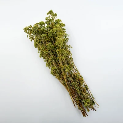 Oregano (dzikie) z Krety  gałązka 40g