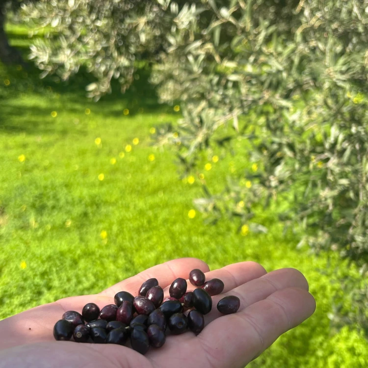 Physis of Crete oliwa extra virgin łagodna do sałatek 5l – zdjęcie 10