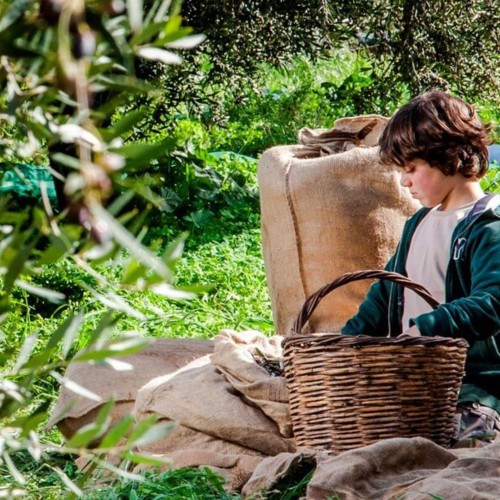 ABEA oliwa extra virgin BIO 1L – zdjęcie 5