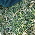 Atsas oliwa extra virgin Gold Blend limited edition 250ml BIO (NMR: Suma 2330 mg/kg , Index D1 2149 mg/kg)
