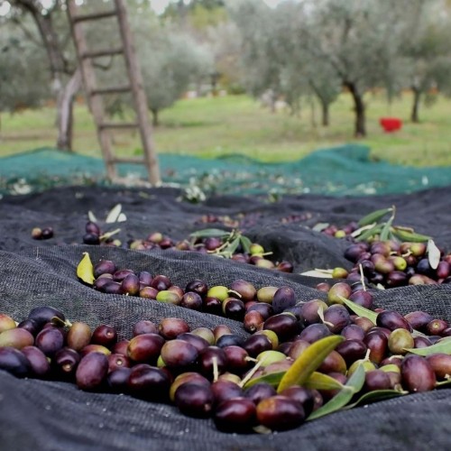 Mitira oliwa extra virgin P.G.I. Lesvos (Lesbos) 1L BIO – zdjęcie 4