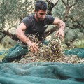 Anoskeli oliwki koroneiki niedrylowane suszone i solone premium 200g