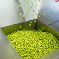 8K oliwa wczesnego zbioru extra virgin ultra premium Koroneiki Monovarietal 500ml