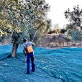 Olive Poem Drop of Art oliwa wczesnego zbioru extra virgin ultra premium 500ml BIO (NMR: Suma 2189 mg/kg , Index D1 1497 mg/kg) – wyprzedana na ten sezon