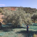 Olive Poem Drop of Art oliwa wczesnego zbioru extra virgin ultra premium 500ml BIO (NMR: Suma 2189 mg/kg , Index D1 1497 mg/kg) – wyprzedana na ten sezon