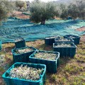Olive Poem Drop of Art oliwa wczesnego zbioru extra virgin ultra premium 500ml BIO (NMR: Suma 2189 mg/kg , Index D1 1497 mg/kg) – wyprzedana na ten sezon
