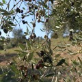 Olive Poem Drop of Art oliwa wczesnego zbioru extra virgin ultra premium 500ml BIO (NMR: Suma 2189 mg/kg , Index D1 1497 mg/kg) – wyprzedana na ten sezon