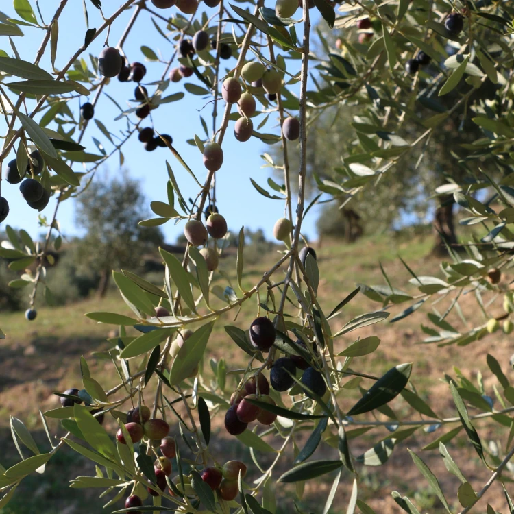 Olive Poem Drop of Art oliwa wczesnego zbioru extra virgin ultra premium 500ml BIO – wyprzedana na ten sezon – zdjęcie 13