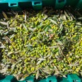 Olive Poem Drop of Art oliwa wczesnego zbioru extra virgin ultra premium 500ml BIO (NMR: Suma 2189 mg/kg , Index D1 1497 mg/kg) – wyprzedana na ten sezon