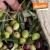 Epikouros oliwki Kalamata niedrylowane 200g BIO Demeter – zdjęcie 2