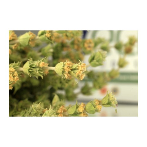 Greco gojnik górski (sideritis raeseri) 40g z uprawy BIO – zdjęcie 3