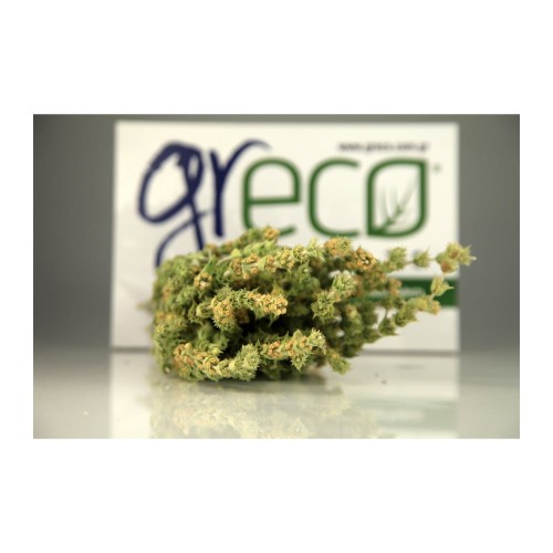 Greco gojnik górski (sideritis scardica) 40g z uprawy BIO – zdjęcie 2