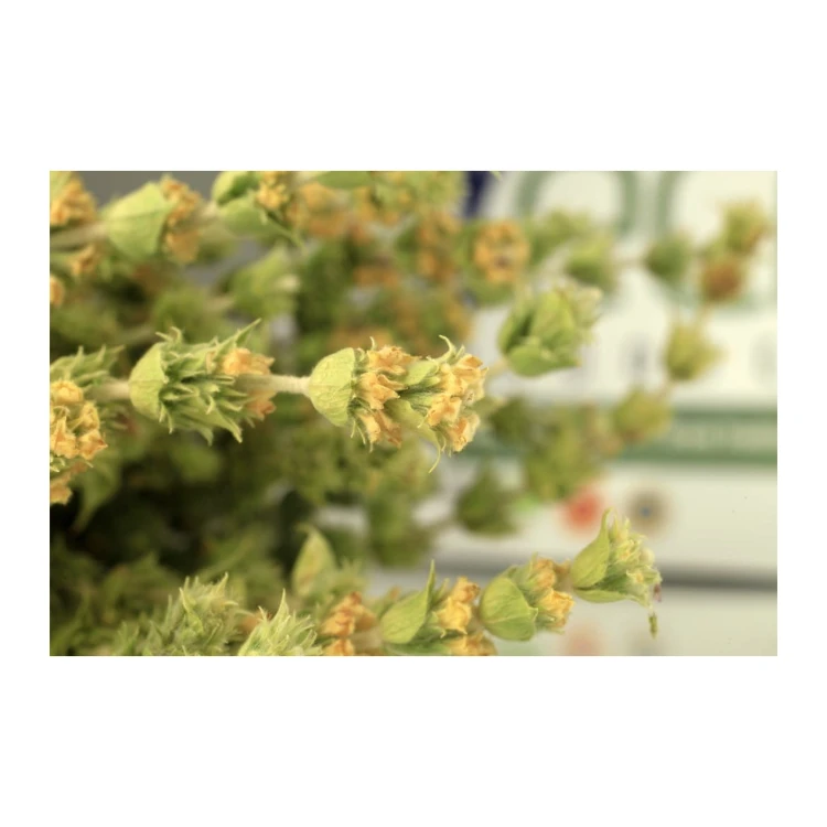 Greco gojnik górski (sideritis scardica) 40g z uprawy BIO – zdjęcie 3
