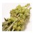 Greco gojnik górski (sideritis scardica) 40g z uprawy BIO – zdjęcie 4