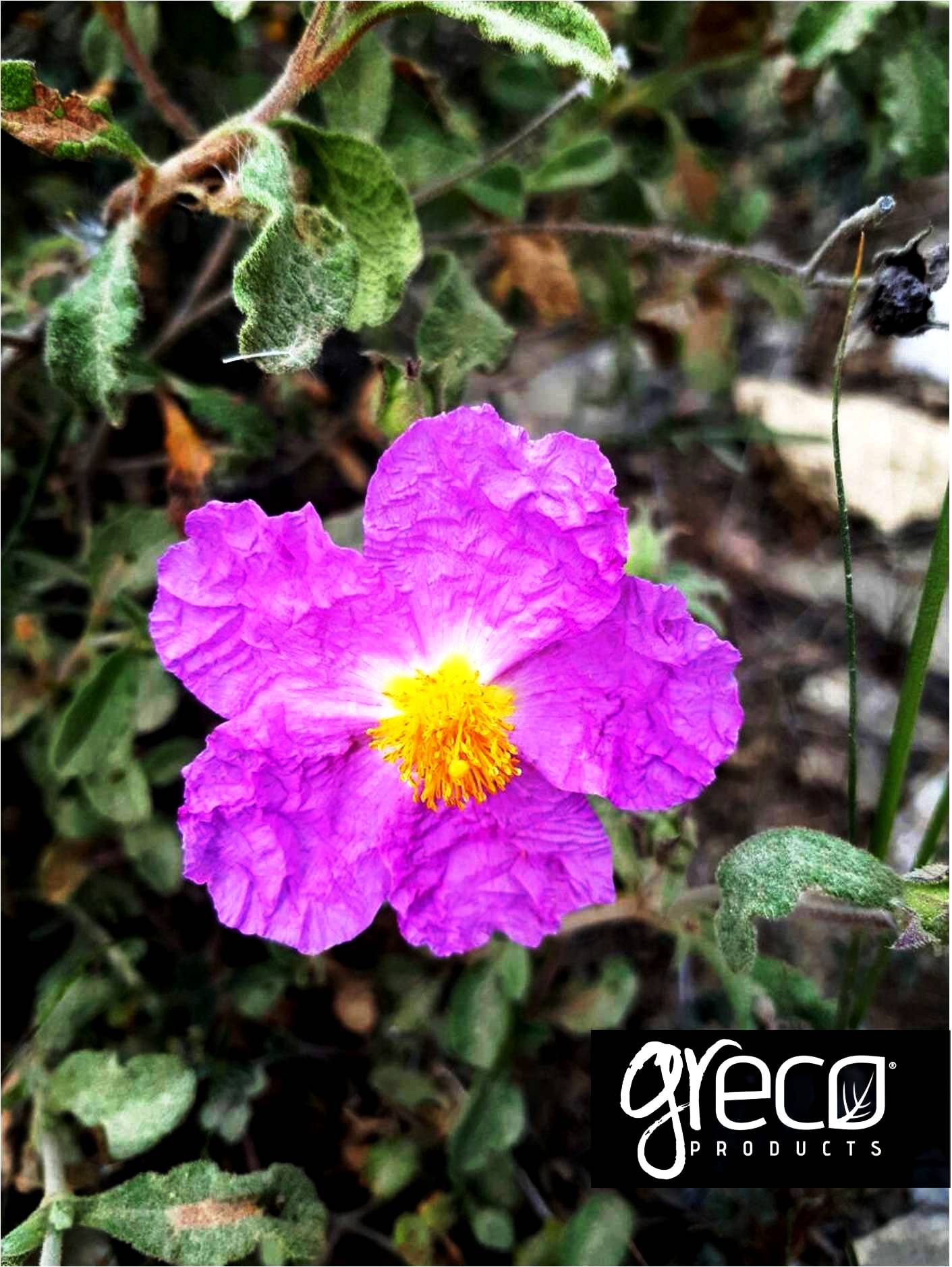 Greco czystek (cistus incannus) 25g BIO – zdjęcie 6