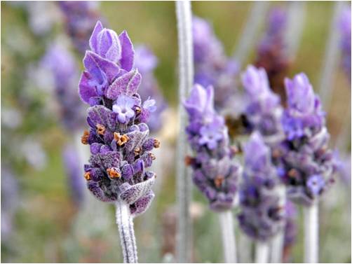 Greco lawenda (lavandula angusifolia) 20g BIO – zdjęcie 4
