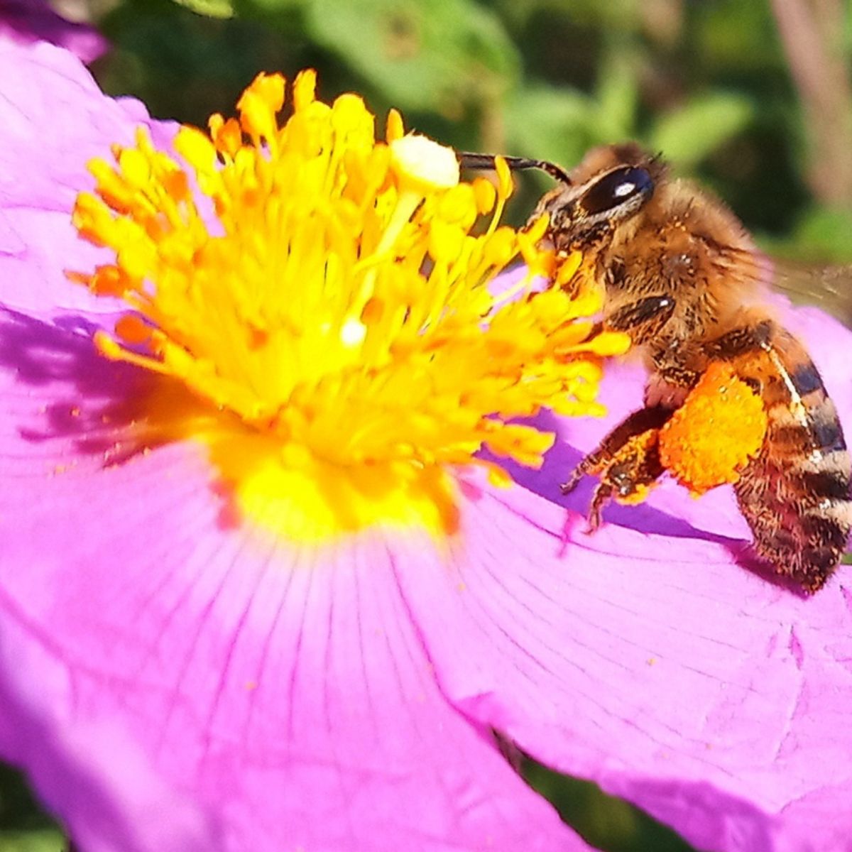 Tofillo Czystek kreteński (cistus creticus) 30g – zdjęcie 3