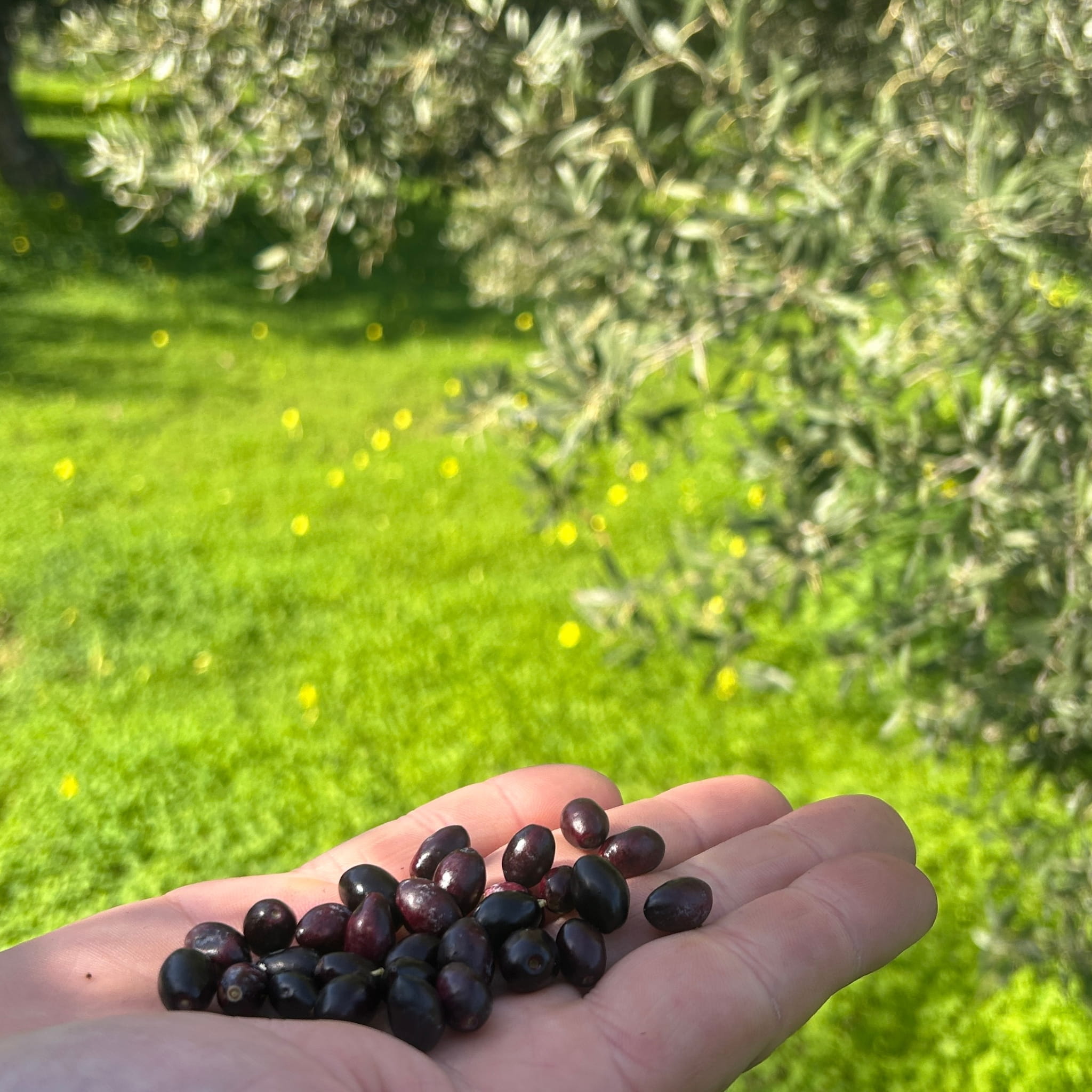 Physis of Crete oliwa extra virgin łagodna do sałatek 5l – zdjęcie 10