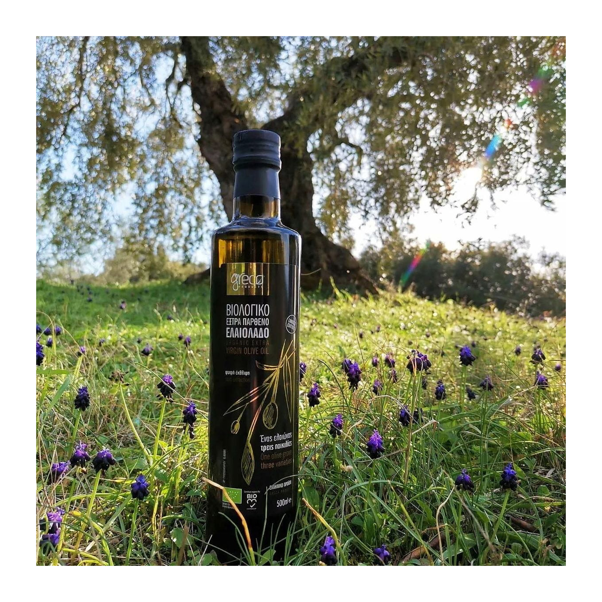 Greco oliwa extra virgin 500ml BIO – zdjęcie 2