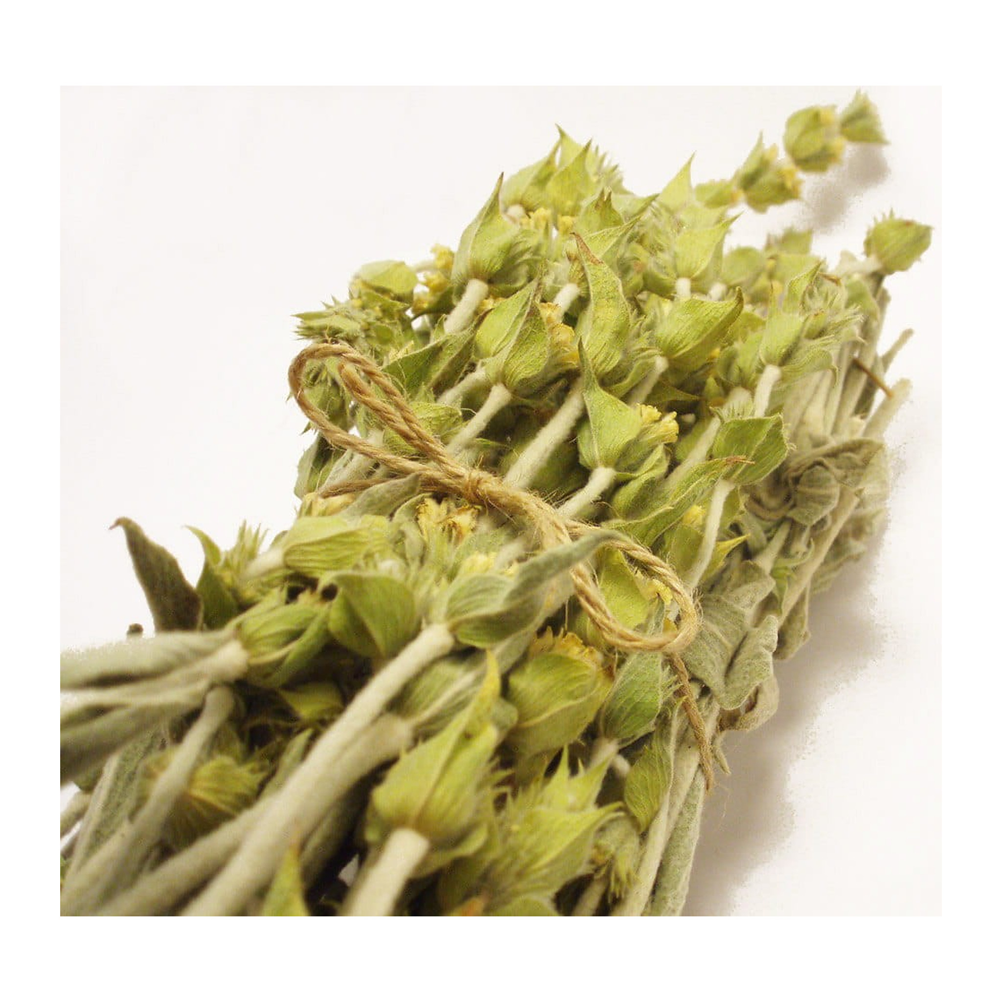 Greco gojnik górski (sideritis scardica) 40g z uprawy BIO – zdjęcie 4